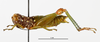 CollectionObject 1588728; fad66605-45b4-45a6-b23d-c34c4a85f4b4: female, lateral view. (CollectionObject).