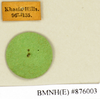 CollectionObject 1573001; 5be36e74-891c-48a7-9f36-678842a679a2: Copyright Natural History Museum, London. Labels from non-type (adult male) in BM(NH). (CollectionObject).