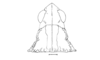 Moluchacris nigripes Cigliano, 1989: Fig. 85. male head and pronotum, dorsal view. (Otu).