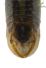 CollectionObject 1849152; e72b6abf-4127-4552-9b34-d3fa3abbe9bf, Unioeste Cascavel K-0563: Male. End of abdomen, dorsal view. Code: K-0563. (CollectionObject).