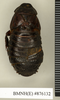 Ancaudellia hamifera (Hanitsch, 1930): Copyright Natural History Museum, London. Non-type (adult female) in BM(NH). Dorsal view. (Otu).