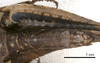 CollectionObject 1477956; 1020b590-47fe-44b7-9574-bd369c87c43e: female abdomen, ventral view (holotype). (CollectionObject).