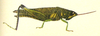 Kuantania squamipennis Miller, 1935: Pl. XIV. Fig. 6. female (total length 28.5 mm). (Otu).
