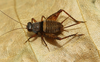 Microlerneca leticia Mello, 1995: female (from type locality). (Otu).