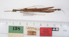 CollectionObject 1562578; 88a3d1ba-c896-428e-ba90-957fb9e8fb42: copyright ZMUH, Hamburg. male of synonym Marmessoidea conspurcata (paralectotype). (CollectionObject).;CollectionObject 1562579; edb6ee46-2efd-48b7-90b2-693c3f41fe14: copyright ZMUH, Hamburg. male of synonym Marmessoidea conspurcata (paralectotype). (CollectionObject).