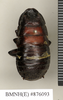 CollectionObject 1573077; 4a40af1d-7aaa-46b9-8f8a-9390e23a2b3d: Copyright Natural History Museum, London. Non-type (adult female) in BM(NH). Dorsal view. (CollectionObject).