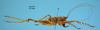 CollectionObject 1542790; 45c5b3ec-018e-4b4a-9822-ba3a9b09fac1: male, lateral view (holotype of Cerberodon cuiabensis). (CollectionObject).
