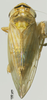 Habitus, dorsal view on Exitianus indicus (Distant, 1908): (Observation).