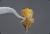 Head on Andanus acanthophallus Pinedo-Escatel, 2025: Holotype, male. (Observation).