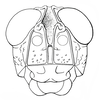 Shelfordites aberrans Karny, 1910: Fig. 3c. male, face. (Otu).