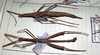 CollectionObject 1557237; 0152a928-1917-4732-9cf8-c87ab33e92fb: copyright MNHG, Geneva. female (holotype, on right). (CollectionObject).