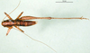 CollectionObject 1500536; e0f526d4-b81b-41aa-bb46-2856f57a12f8, DORSA BTrhainsHTM: male, dorsal view (holotype). (CollectionObject).