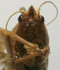 CollectionObject 1535041; 62e50921-dcb8-4dc6-874a-ec05c024a037: male face (lectotype). (CollectionObject).
