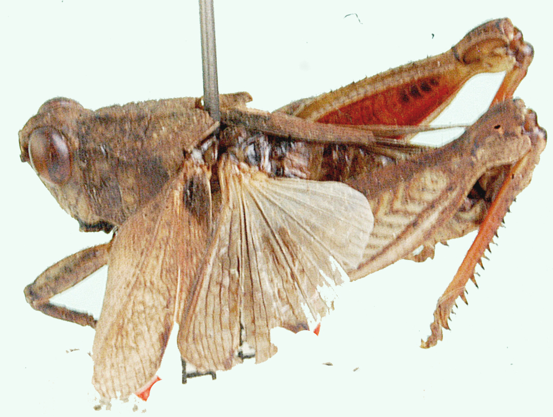 dorso-lateral view. Depicts Phymeurus chianga Mason, 1966, an Otu.