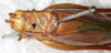 CollectionObject 1532979; 8f54653d-0da8-489f-b40c-48447cdb5772: female, dorsal view (syntype). (CollectionObject).