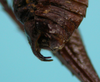CollectionObject 1544439; 6dfcd56e-0989-4694-a481-df0b43db4c27: male subgenital plate latero-ventral view (holotype). (CollectionObject).