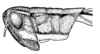Aleuas vitticollis Stål, 1878: Fig. 19D. male, from Uruguay, Rivera, Tranqueras. (Otu).