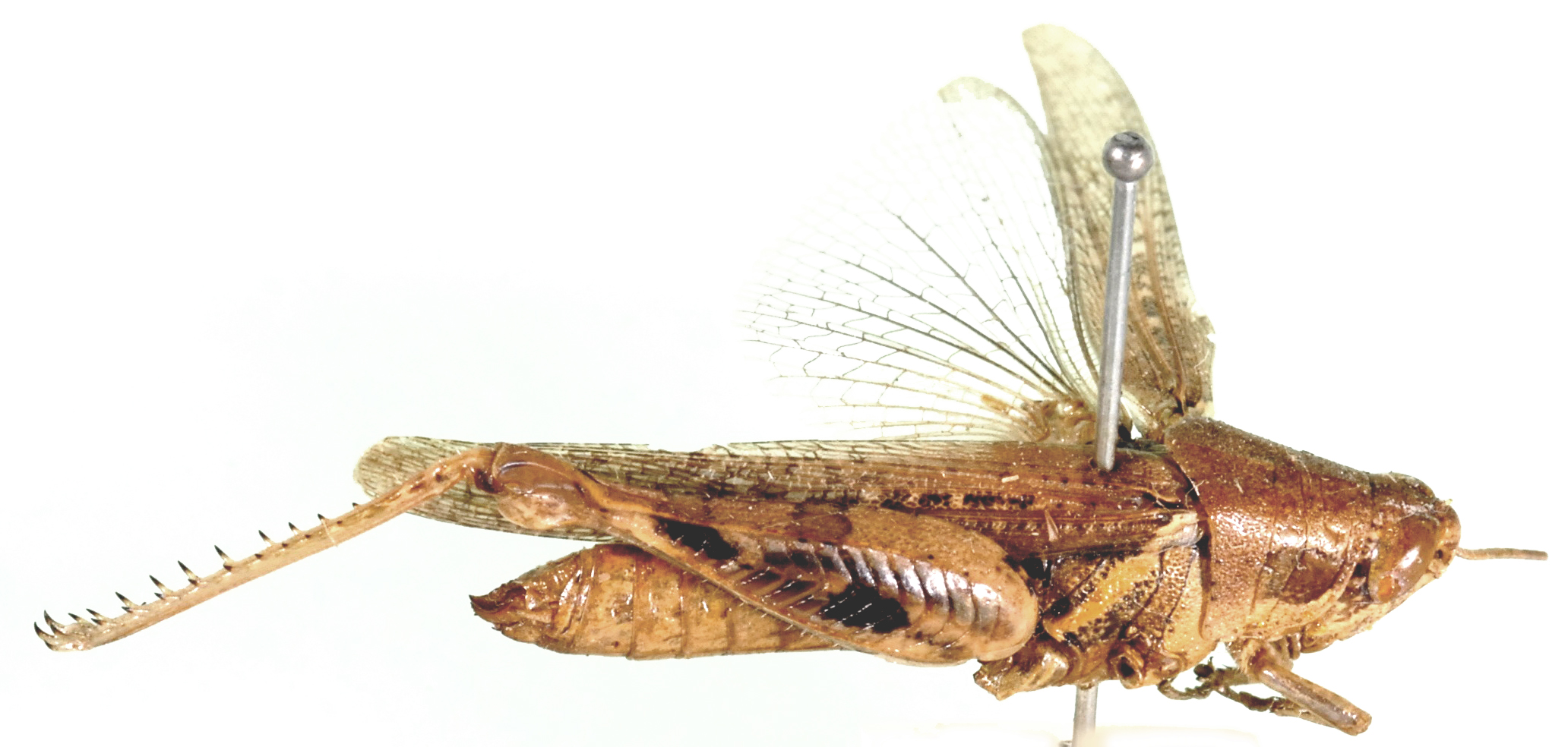 lateral view. Depicts Cryptocatantops allessandricus (Sjöstedt, 1931), an Otu.