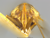 Head: (Observation).