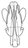 Aedeagus, posterior view on Coarctana oricula Domahovski & Cavichioli, 2023: Male holotype [DZUP]: aedeagus, posterior view. (Observation).