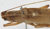 CollectionObject 1539579; 17f7c69e-beb2-4732-9290-02afcd267b23: male, dorsal view (holotype). (CollectionObject).