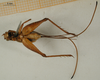 CollectionObject 1500796; 7c38f4bc-2f4f-4c73-8435-215164c7b0f4: female, ventral view (holotype of Piestodactylus longicauda). (CollectionObject).