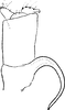 Anal tube processes: Anal tube process. (Observation).