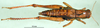 CollectionObject 1501644; 0a8de2bb-7176-44ec-8def-73e24ad81b91, DORSA BA000166S01: female, dorsal view (holotype). (CollectionObject).