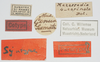 CollectionObject 1581250; cf091e36-2587-4e4e-b9ea-39d1094f987f: labels (syntype). (CollectionObject).