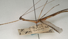 CollectionObject 1560095; NMW 1009, 29d168bf-ceb4-47b2-bdd7-93da43088217: copyright NMW, Vienna. male: head and thorax, lateral view of synonym Aruanoidea fracta (holotype). (CollectionObject).