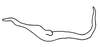 Stylus on Costanana dunda DeLong & Freytag, 1972: Male: style, lateral view. (Observation).