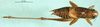 CollectionObject 1500474; 5e333655-18b0-4311-88fc-e9b80655c2e6, DORSA BTphobreHTM: male, dorsal view (holotype). (CollectionObject).