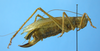 CollectionObject 1539168; UVCO 20714, 5f959802-a3c7-4a70-9be7-3c3d52a2d5f9: MUSENUV - 20714. female lateral view. (CollectionObject).