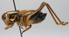 CollectionObject 1517182; b2fc8454-4552-435a-9be6-5cd2919c9a74: male, lateral view (holotype). (CollectionObject).