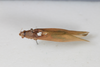 CollectionObject 1505827; 5e71975e-4ca4-4de7-8ba1-4b47be8d796c: Male, dorsal view (syntype). (CollectionObject).