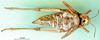 CollectionObject 1477910; 8700d41f-1ab6-4611-bd1d-a46a02a5cfce: female, ventral view (syntype). (CollectionObject).