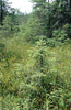 habitat with calling male in little spruce in foreground (stem, ~15 cm below tip, northwestern Ontario, July 2005). Depicts Sphagniana sphagnorum (Walker, 1869), an Otu.