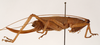 CollectionObject 1534479; 81481b8a-ae76-440c-8b51-270c82c5f1da: female habitus, lateral view (holotype). (CollectionObject).