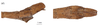 CollectionObject 1597511; 945e78ad-654c-4482-a6ed-ec8ce8062cb7, QIMR T250908: copyright QM. male: end of abdomen, lateral & dorsal views (holotype). (CollectionObject).