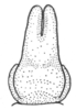 Ceuthophilus (Hemiudeopsylla) wheeleri Hubbell, 1936: Fig. 790. male subgenital plate. (Otu).