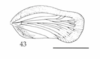 Forewing: !! display not done !! on Seliza vidua (Stål, 1854): (Observation).