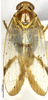 Habitus, dorsal view on Betacixius flagellihamus Zhang & Chen, 2011: (Observation).