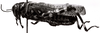 CollectionObject 1501120; df0a4123-1975-493d-a3ae-169080775fc6, MfN 1755: Image Carbonell, C.S. male, lateral view (syntype). (CollectionObject).