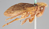 Habitus, lateral view on Eucameruna granulosa Melichar, 1906: (Observation).