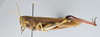 CollectionObject 2856580; d5a01e0b-daf0-4ec8-aa67-f39a12068f0f, CNCI 981414: Schistocerca albolineata. Lateral view. (CollectionObject).