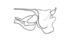 Oxybleptella sagitta Giglio-Tos, 1894: Fig. 27B. phallic complex without epiphallus, lateral view. (Otu).