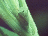 Hoplophorionini Goding, 1926: _Ochropepla_. (Otu).