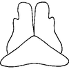 Subgenital plate: !! display not done !! on Paraphlepsius (Gamarex) mimus (Baker, 1898): Subgenital plate. (Observation).
