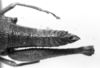 CollectionObject 1521357; 34909319-6304-49ed-87ca-5f6c9dbb7bd9: Image, Carbonell, C.S. at the British Museum, 1970. female abdomen end, dorsal view (holotype or syntype of Ommatolampis peruviana). (CollectionObject).
