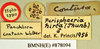 Hyposphaeria hirta (Thunberg, 1810): Holotype, male, labels. BMNH(E)#878094. (Otu).